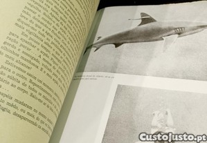 imagem_8