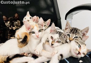 7 gatinhos