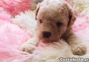 imagem_1