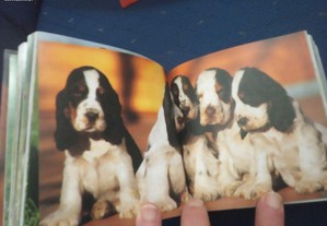 imagem_6