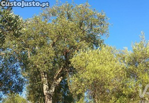 imagem_23