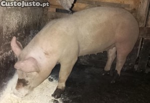 Porcos