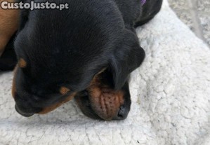 Lindo doberman