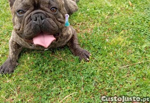 imagem_3
