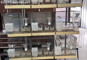 Gaiolas criao aves com suportes