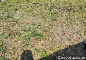 imagem_8