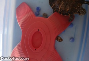 tartaruga e tartarugueira