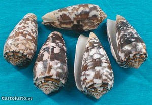 Búzio-Conus striatus 6cm - 10pçs