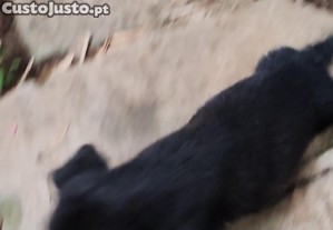 imagem_5