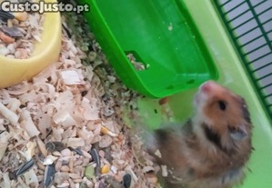 Hamster srios