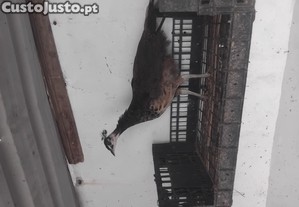 Pavo macho