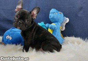 Bulldog francs menino