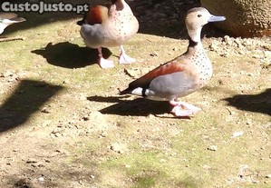 Macho reng teal