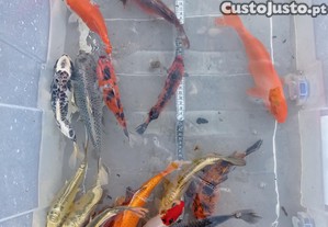 Carpas koi