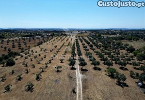 Quinta rural com olival, com uma área de 42,480m2 vaqueiros, santarém