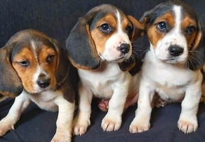 Beagles disponíveis