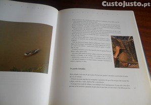 imagem_7