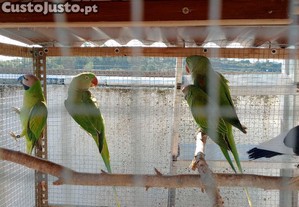 imagem_3