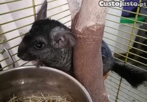 Chinchila ebony macho