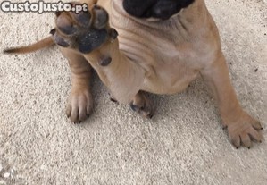 Dogue de Bordeaux (raros Black Masked)- Cedência Responsável de 18/Out