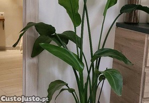 Lote de 5 plantas com vasos