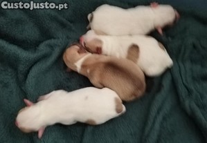 Bebs Chihuahuas machos
