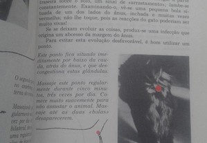 imagem_6