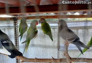 imagem_5
