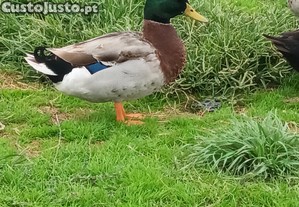 Patos real