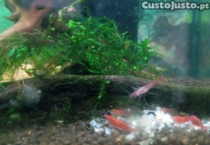 imagem_1