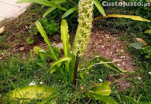 Eucomis da flor anans