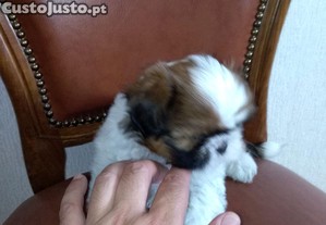 Shih Tzu Soberba