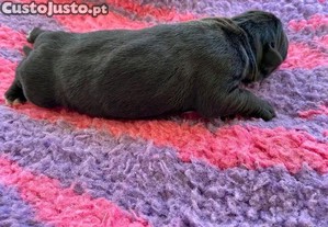imagem_3