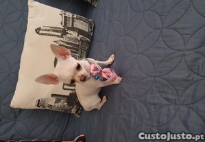 Chihuahua