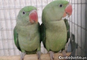 Grandes Alexandres casal