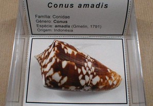 Búzio-Conus amadis 8x8cm