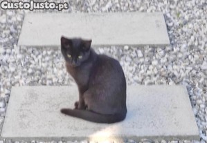 Trs gatinhos para doao