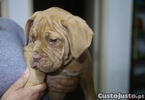 Dogue de Bordeaux (raros Black Masked)- Cedência Responsável de 18/Out