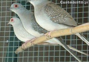 Rolas diamante de 2025