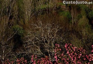 imagem_29