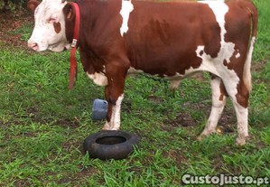 Bezerro  macho