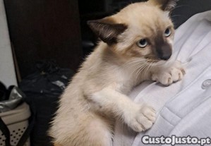 imagem_5