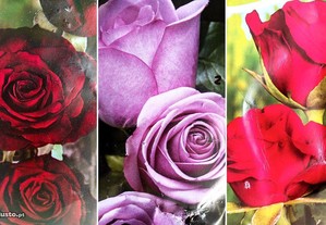 Roseiras de muitas cores