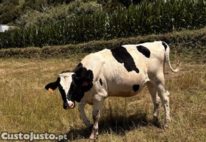 Gueixa