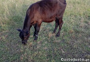 imagem_1