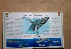 imagem_6