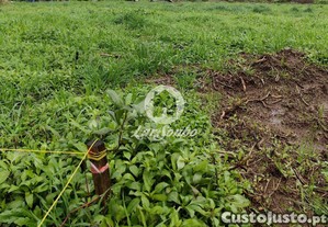 imagem_8