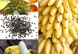 Banana comestivel, cada 10 sementes 3EUR