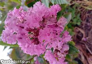 Arvore Resed Lagerstroemia indica 