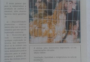 Revista Notícias Avícolas